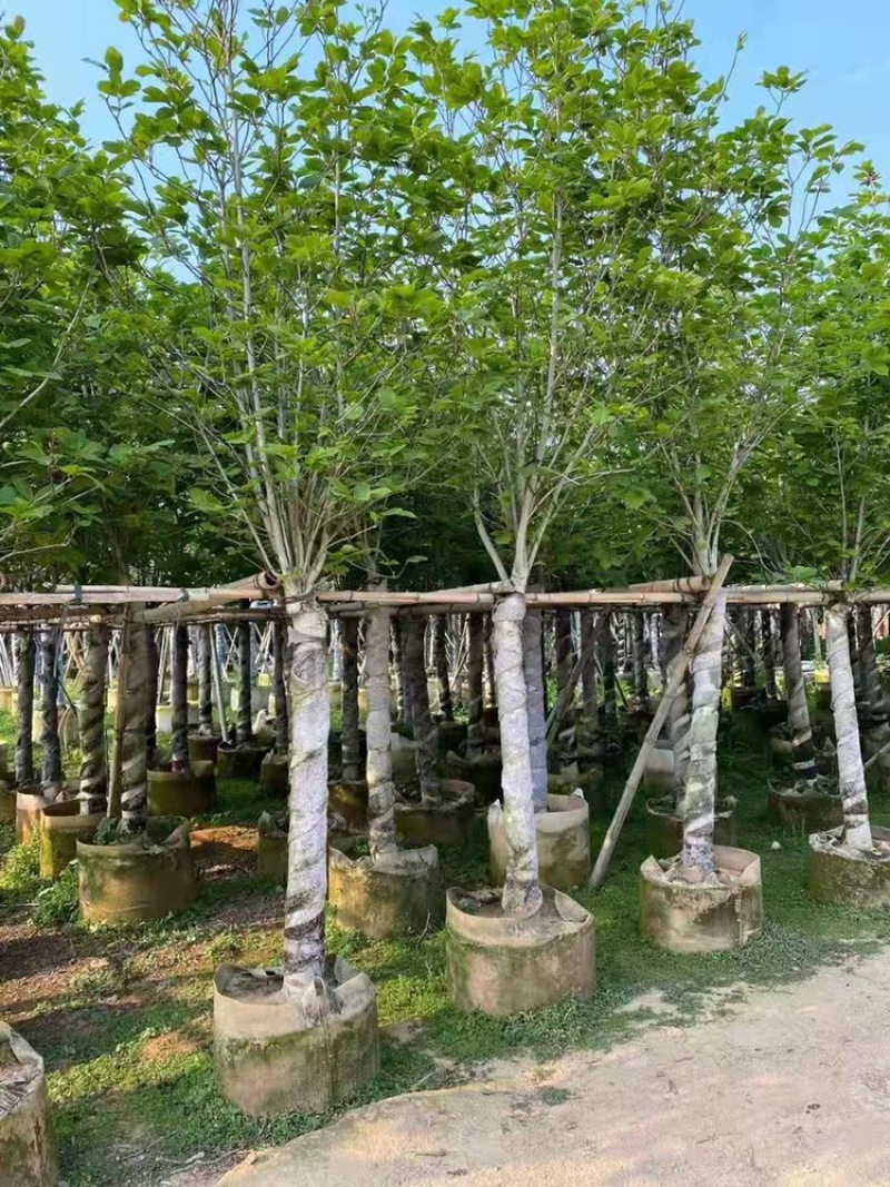 荷花玉兰5-12公分紫玉兰荷花玉兰袋苗