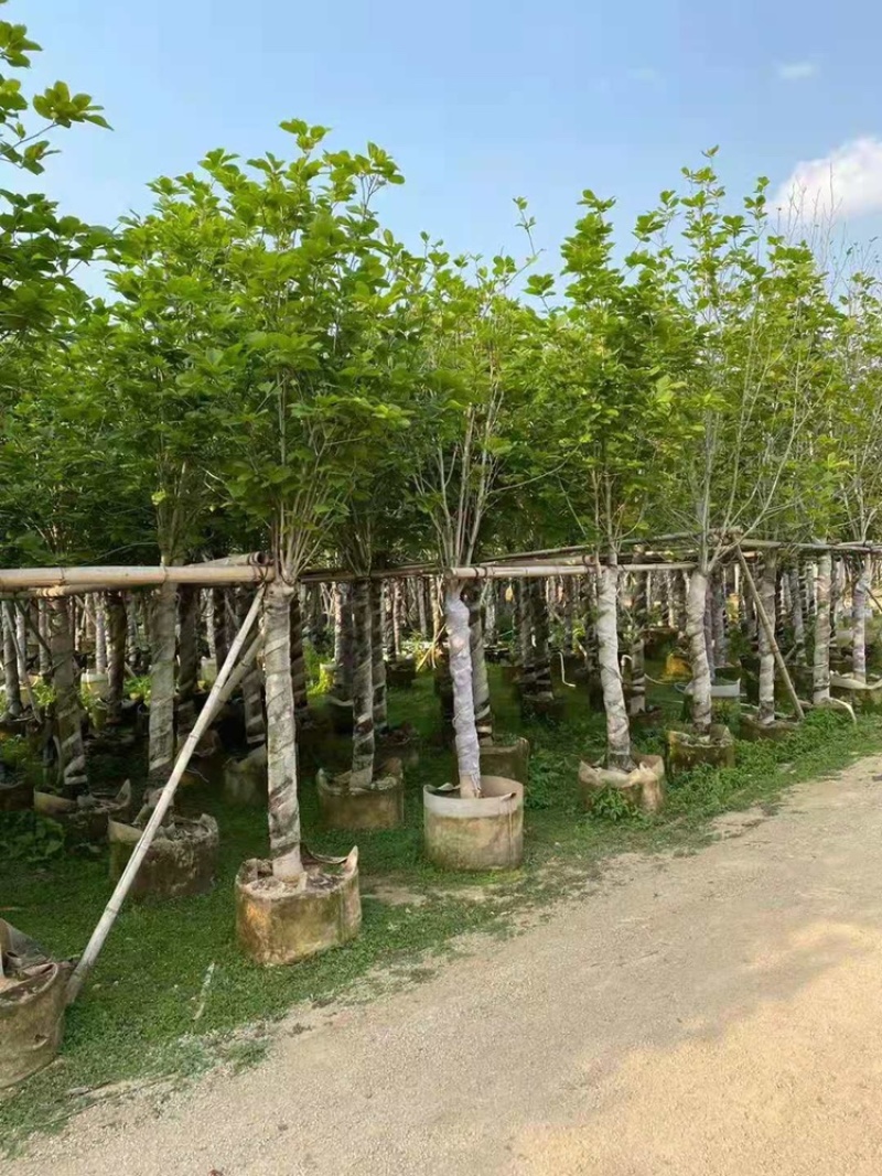 荷花玉兰5-12公分紫玉兰荷花玉兰袋苗