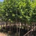 荷花玉兰5-12公分紫玉兰荷花玉兰袋苗