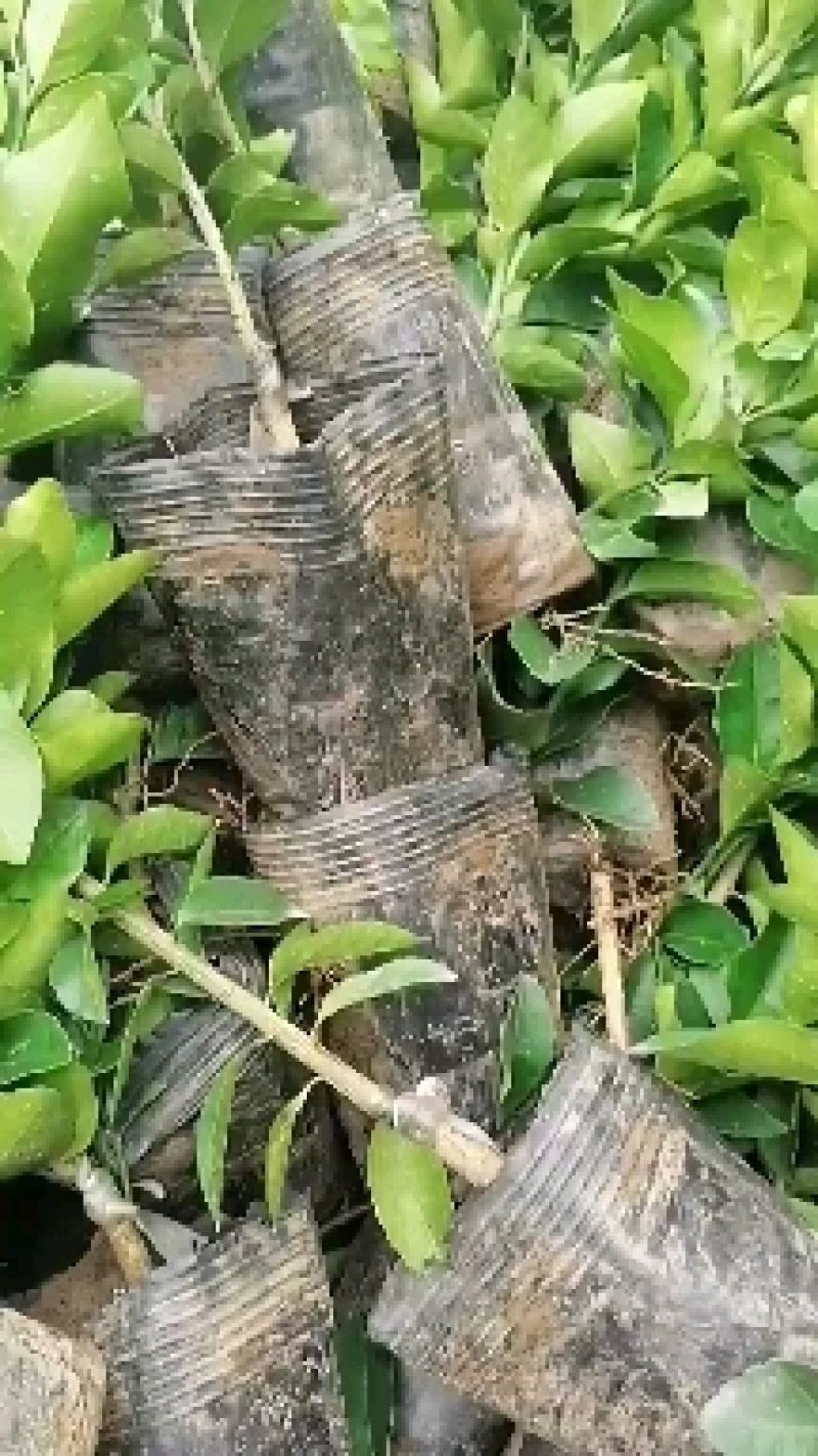 柑桔苗春见耙耙柑沃柑苗品种纯正，品质保证！