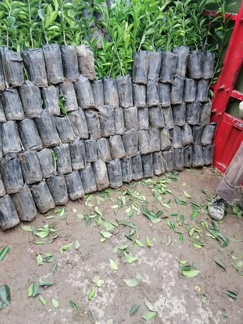 柑桔苗春见耙耙柑沃柑苗品种纯正，品质保证！