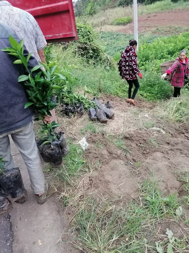柑桔苗春见耙耙柑沃柑苗品种纯正，品质保证！