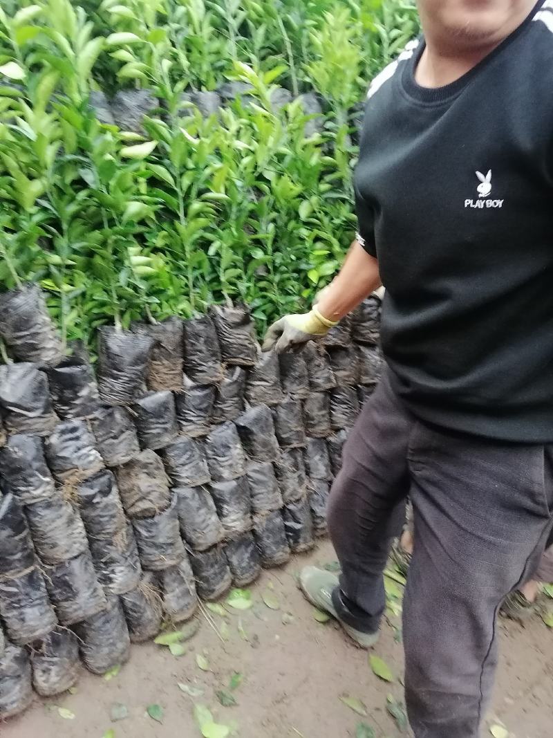 柑桔苗春见耙耙柑沃柑苗品种纯正，品质保证！