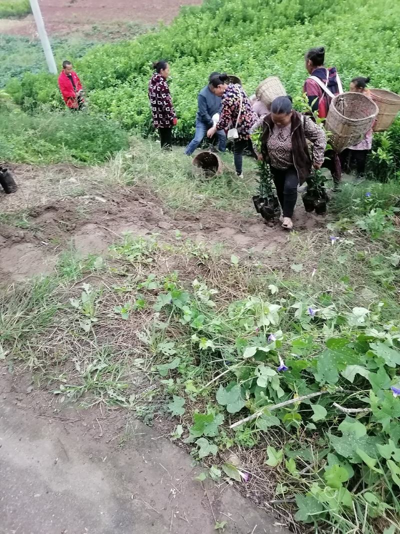 柑桔苗春见耙耙柑沃柑苗品种纯正，品质保证！