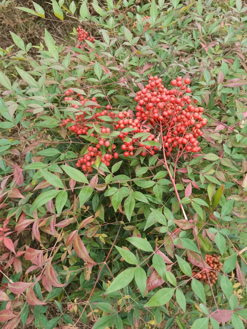 南天竹种子南天竹新种子刚摘的新籽大量批发