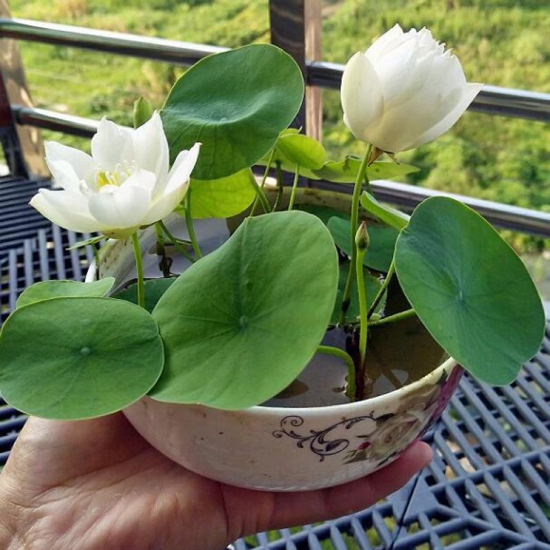 四季播种碗莲种子已开口水培植物睡莲荷花室内盆栽花卉种子