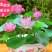 四季播种碗莲种子已开口水培植物睡莲荷花室内盆栽花卉种子