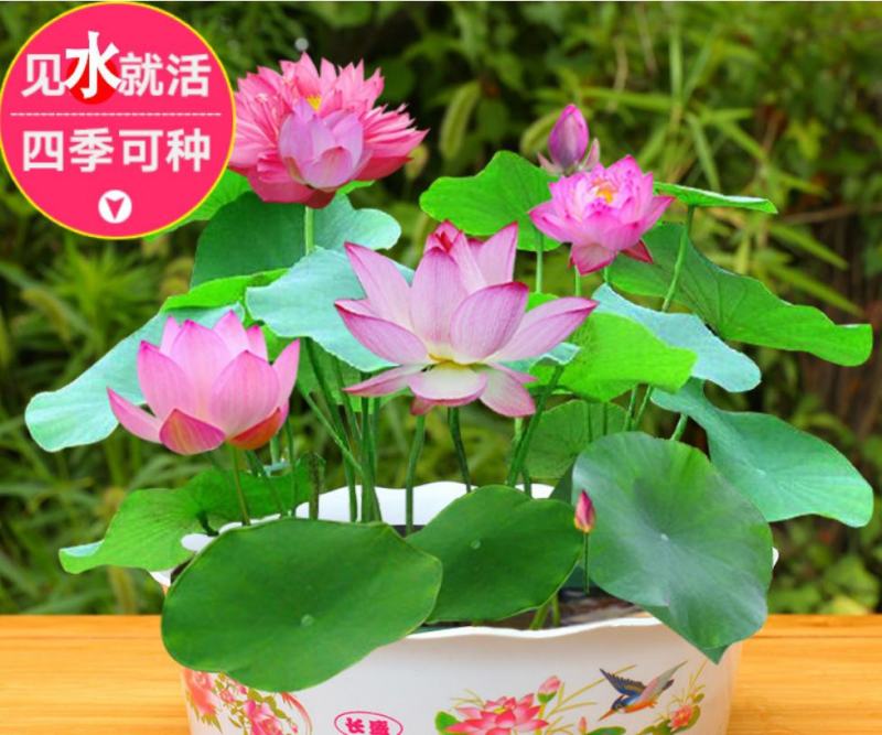 四季播种碗莲种子已开口水培植物睡莲荷花室内盆栽花卉种子