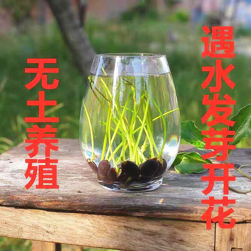 四季播种碗莲种子已开口水培植物睡莲荷花室内盆栽花卉种子