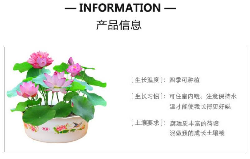 四季播种碗莲种子已开口水培植物睡莲荷花室内盆栽花卉种子