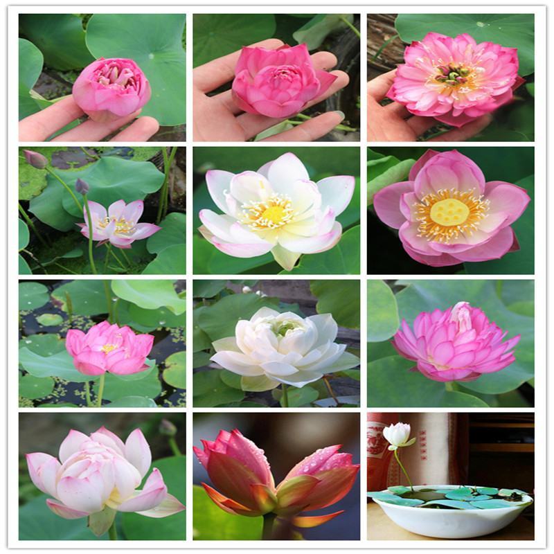 四季播种碗莲种子已开口水培植物睡莲荷花室内盆栽花卉种子