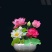 四季播种碗莲种子已开口水培植物睡莲荷花室内盆栽花卉种子