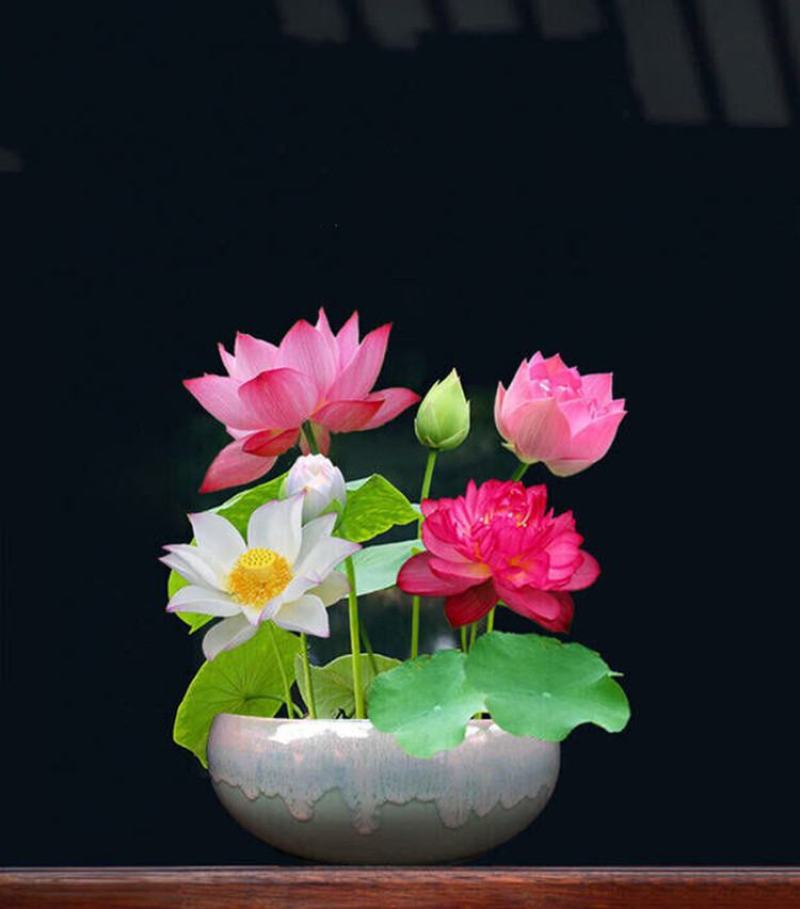 四季播种碗莲种子已开口水培植物睡莲荷花室内盆栽花卉种子