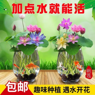 四季播种碗莲种子已开口水培植物睡莲荷花室内盆栽花卉种子