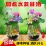 四季播种碗莲种子已开口水培植物睡莲荷花室内盆栽花卉种子