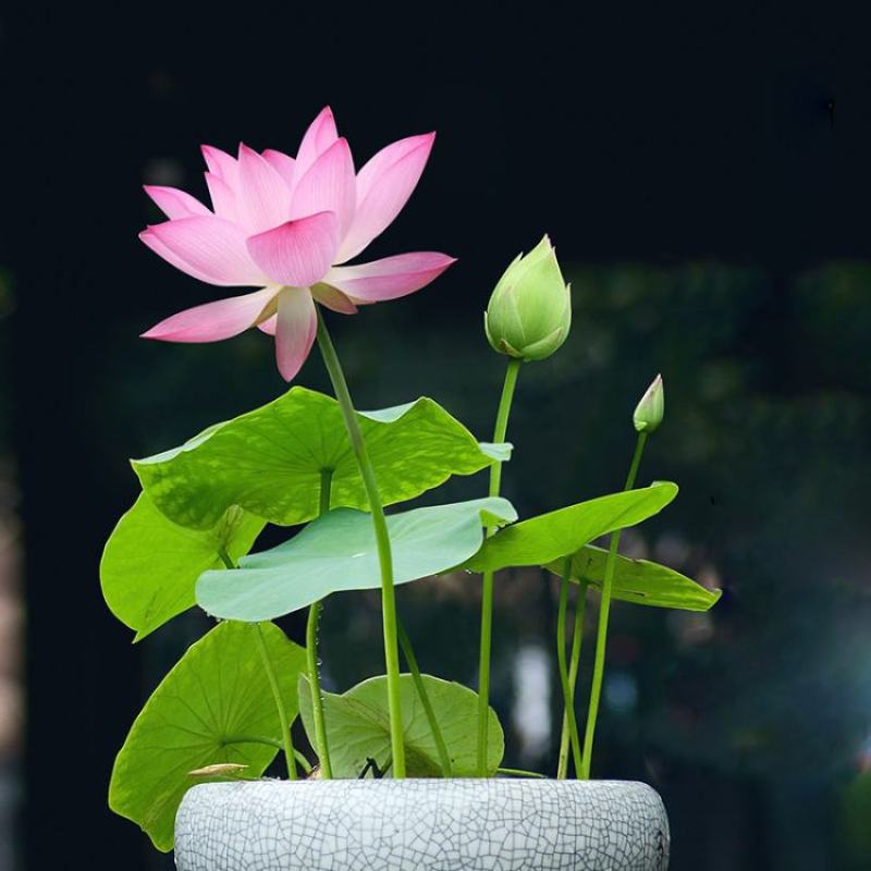 四季播种碗莲种子已开口水培植物睡莲荷花室内盆栽花卉种子