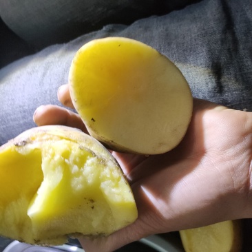 尤金885土豆,黑土地的土豆,好吃不会生,