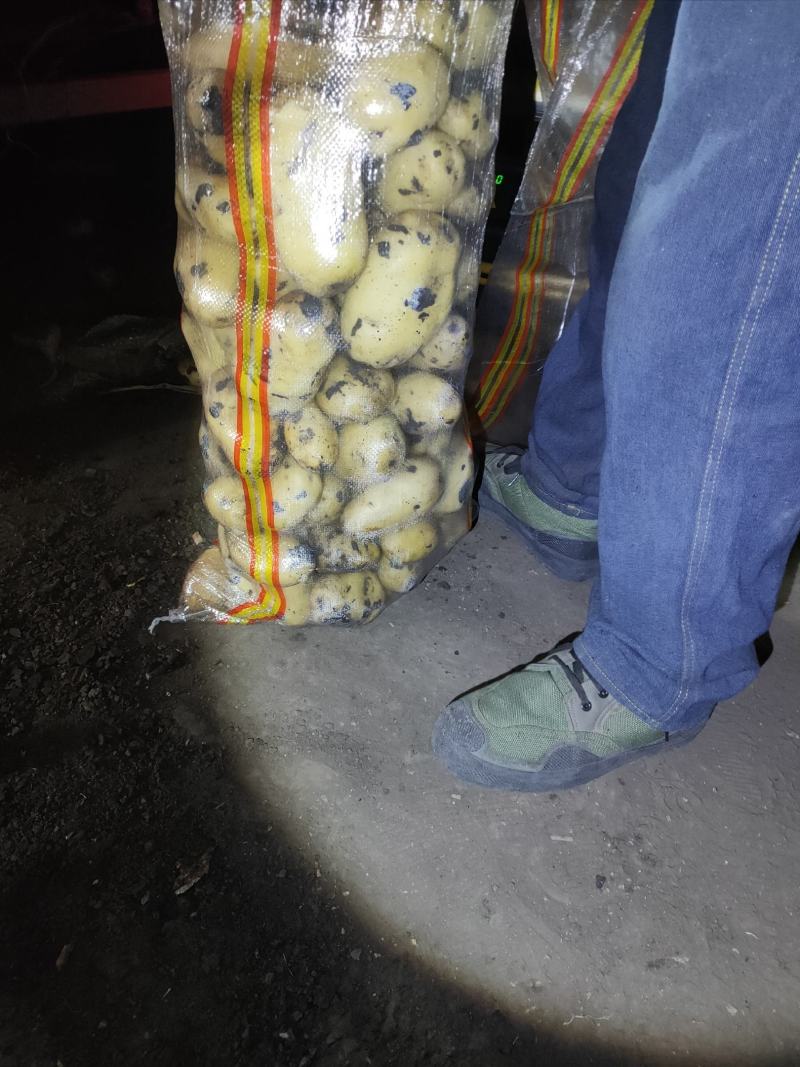 尤金885土豆，黑土地的土豆，好吃不会生，