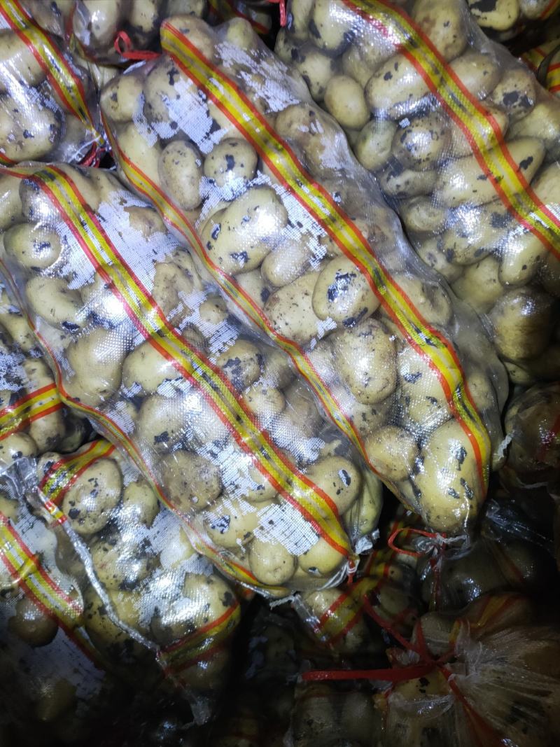 尤金885土豆，黑土地的土豆，好吃不会生，