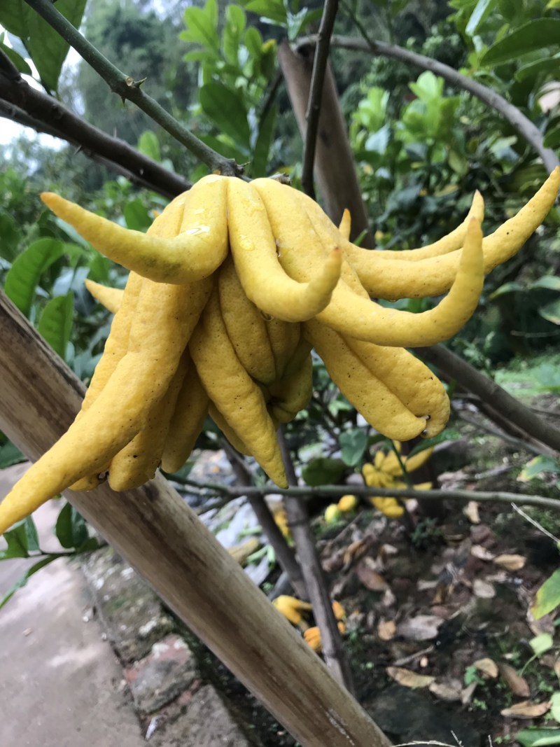 佛手苗