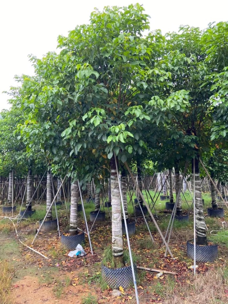 15-18-20公分秋枫基地批发大量供应规格齐全