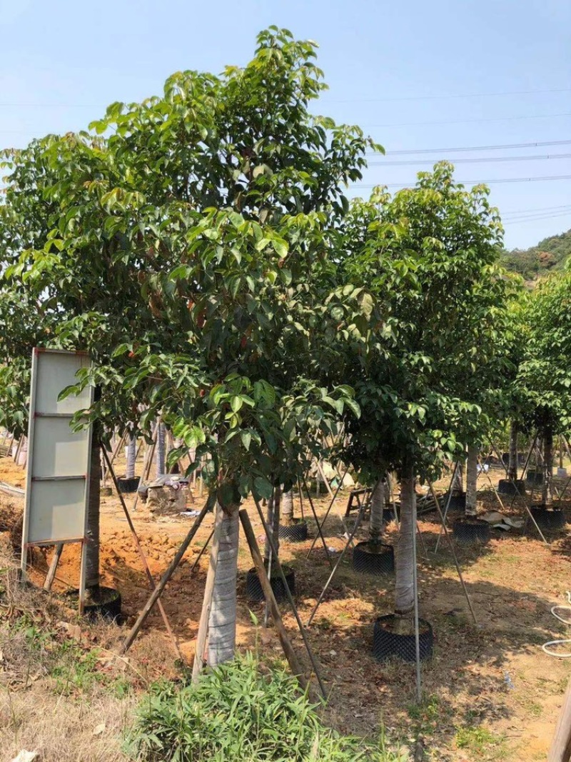 15-18-20公分秋枫基地批发大量供应规格齐全