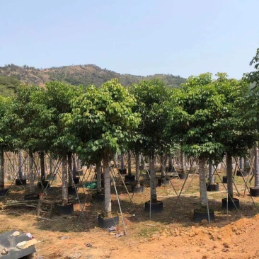 15-18-20公分秋枫基地批发大量供应规格齐全