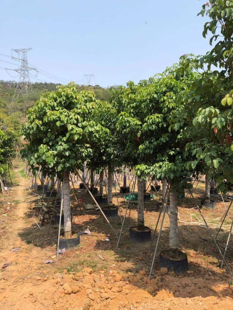 15-18-20公分秋枫基地批发大量供应规格齐全