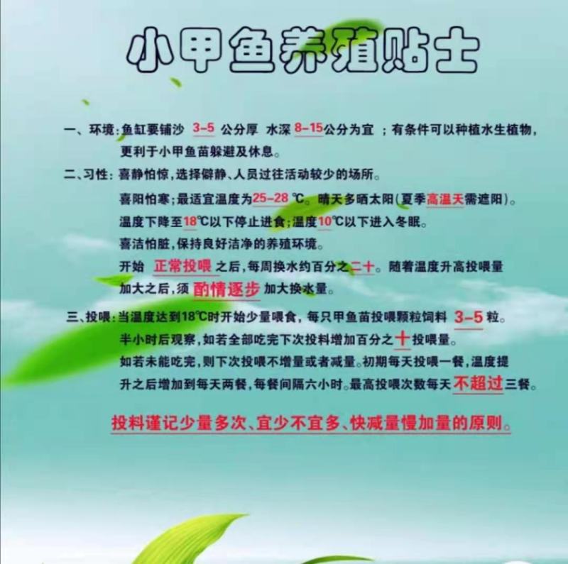 甲鱼苗中华鳖苗外塘黄河日本杂交苗顺丰包邮