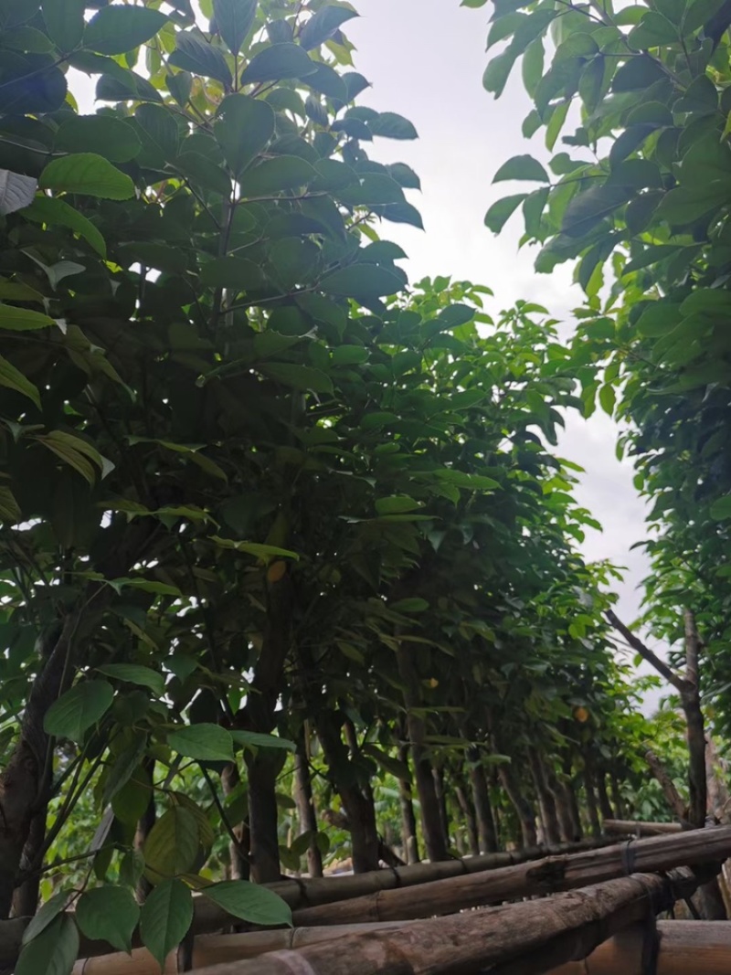 秋枫供应秋枫树5-8-10-18公分截杆