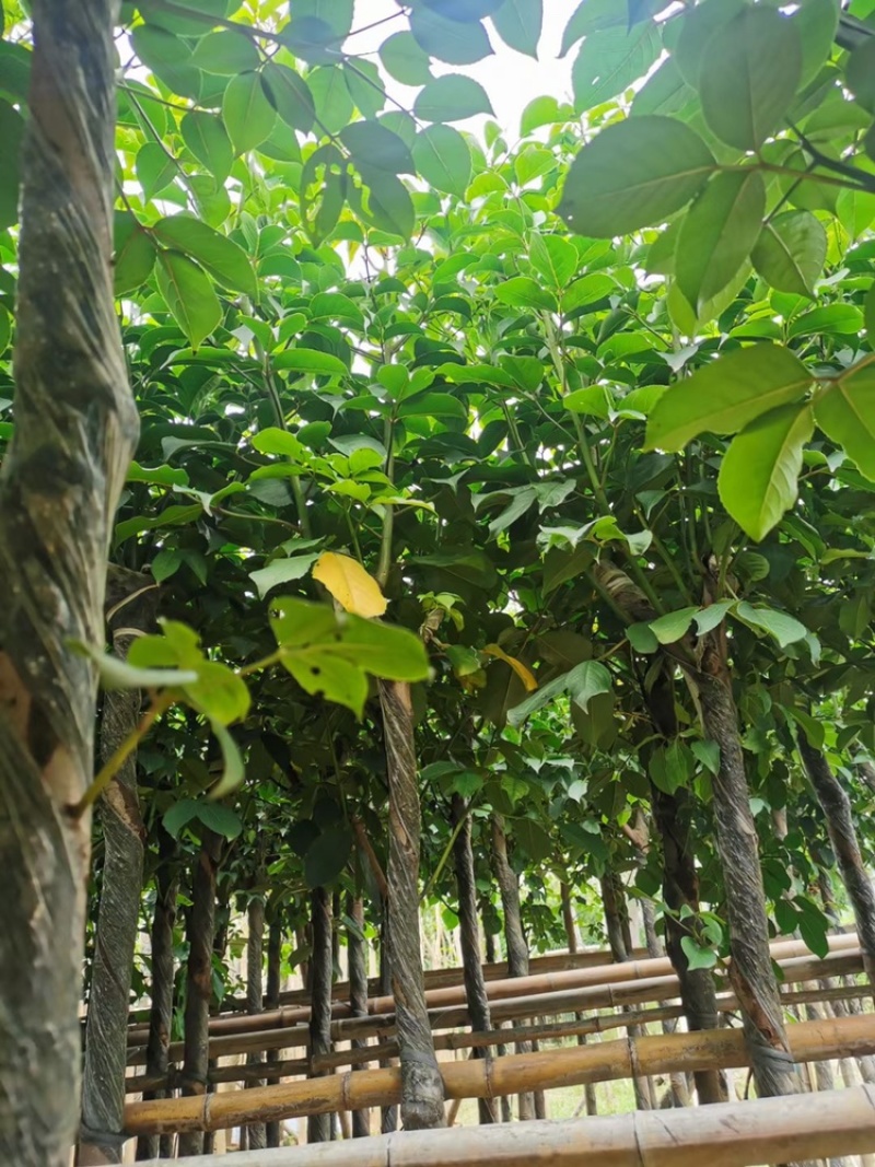 秋枫供应秋枫树5-8-10-18公分截杆