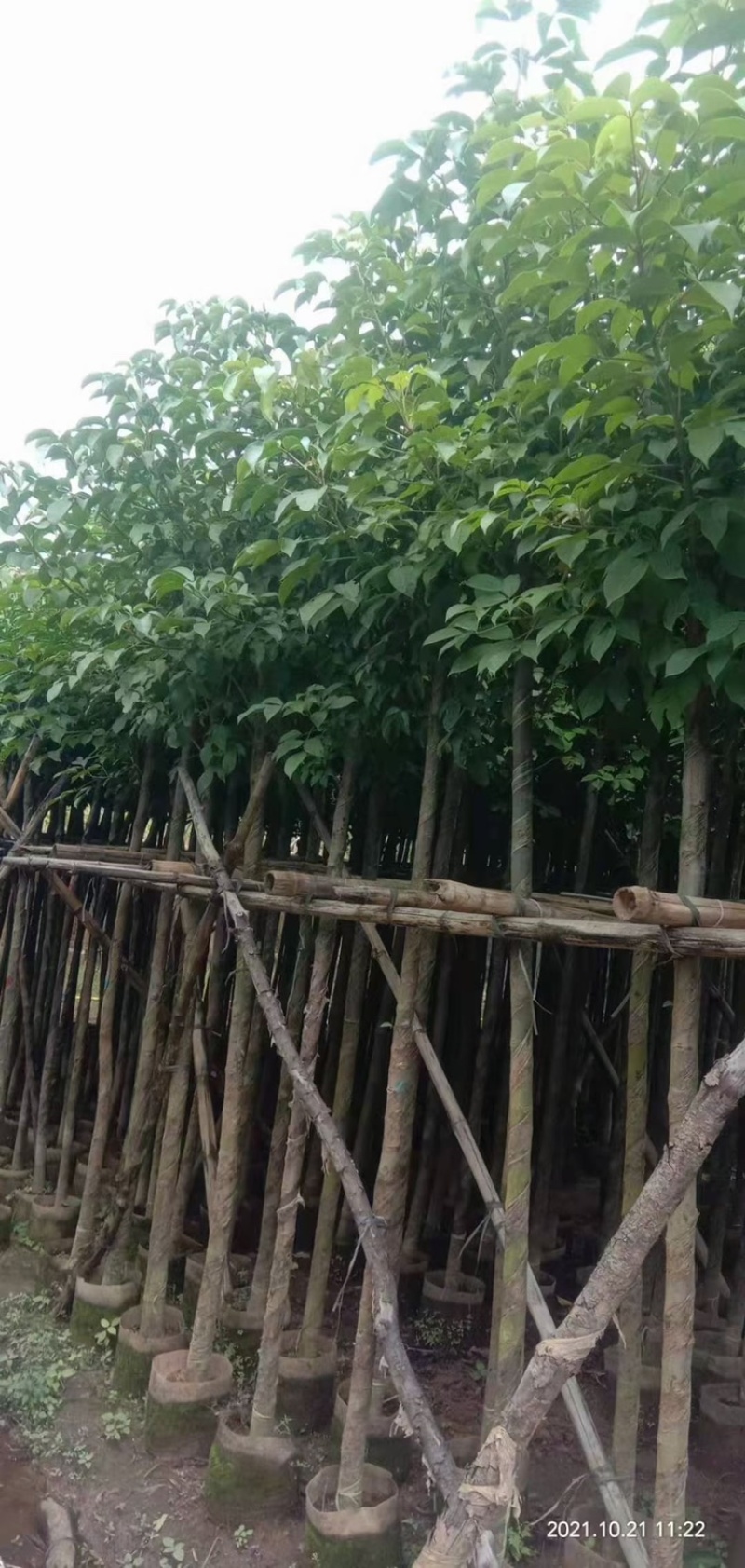 秋枫供应秋枫树5-8-10-18公分截杆