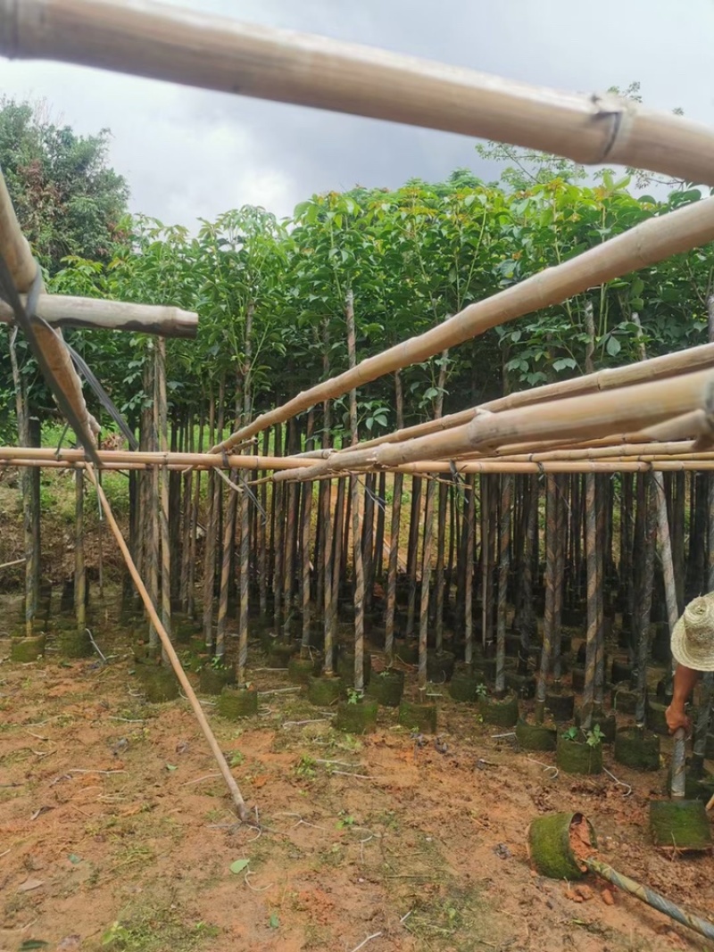 秋枫供应秋枫树5-8-10-18公分截杆