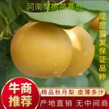 秋月梨树苗玉露香新梨7号红香酥翠玉山农酥