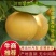 秋月梨树苗玉露香新梨7号红香酥翠玉山农酥
