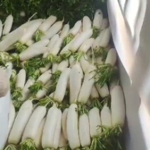 白萝卜高山白萝卜大量上市支持各种包装（超市、市场、加工）