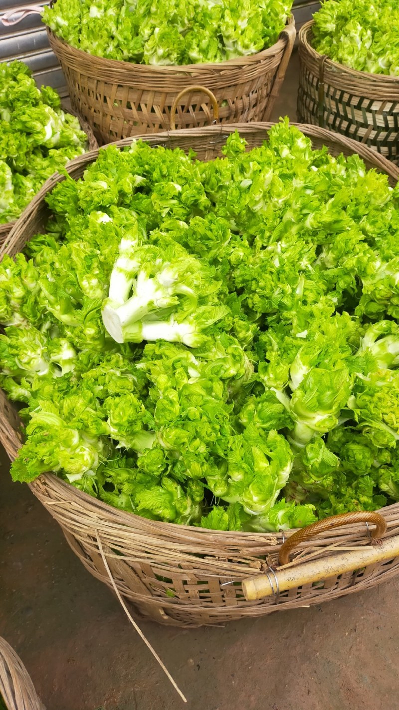 儿菜