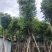 香樟供应骨架香樟15-35公分香樟移植苗