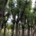 香樟供应骨架香樟15-35公分香樟移植苗