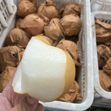 山东莱阳秋月梨，糖度高，表光好，种植，货源稳定