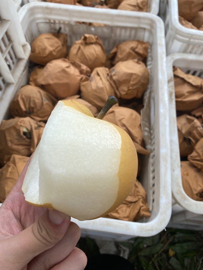 山东莱阳秋月梨，糖度高，表光好，种植，货源稳定