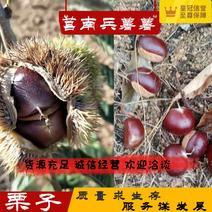 沂蒙山丘陵板栗【老品种油栗子】诚信经营欢迎老板洽谈