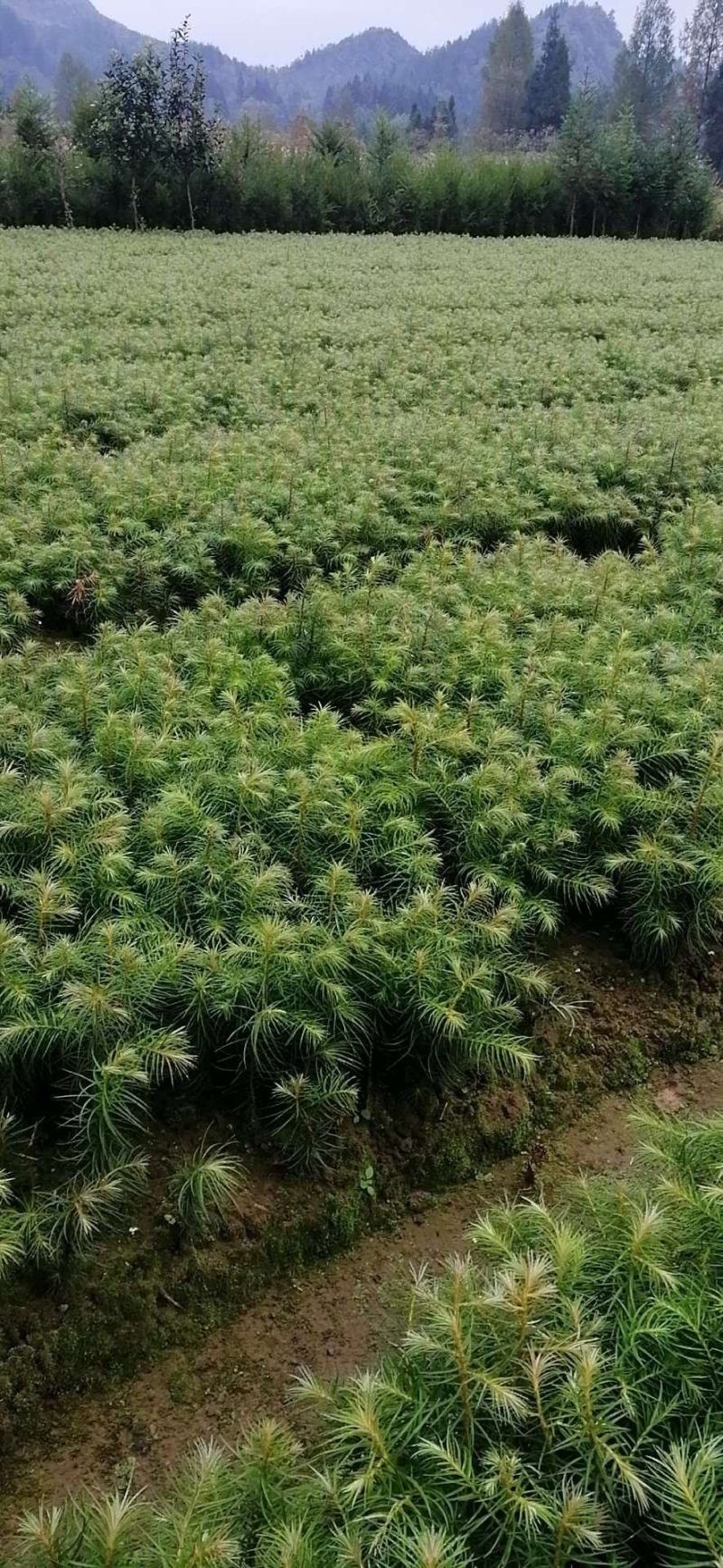 杉木别名刺杉冷杉100万棵湖北利川出售小苗