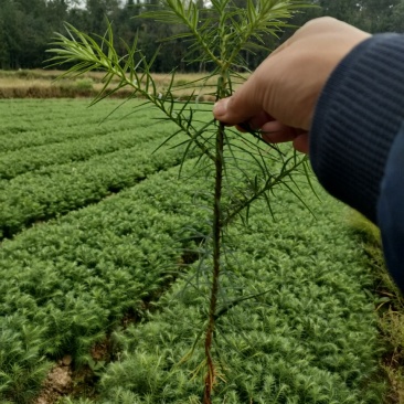 杉木别名刺杉冷杉100万棵湖北利川出售小苗