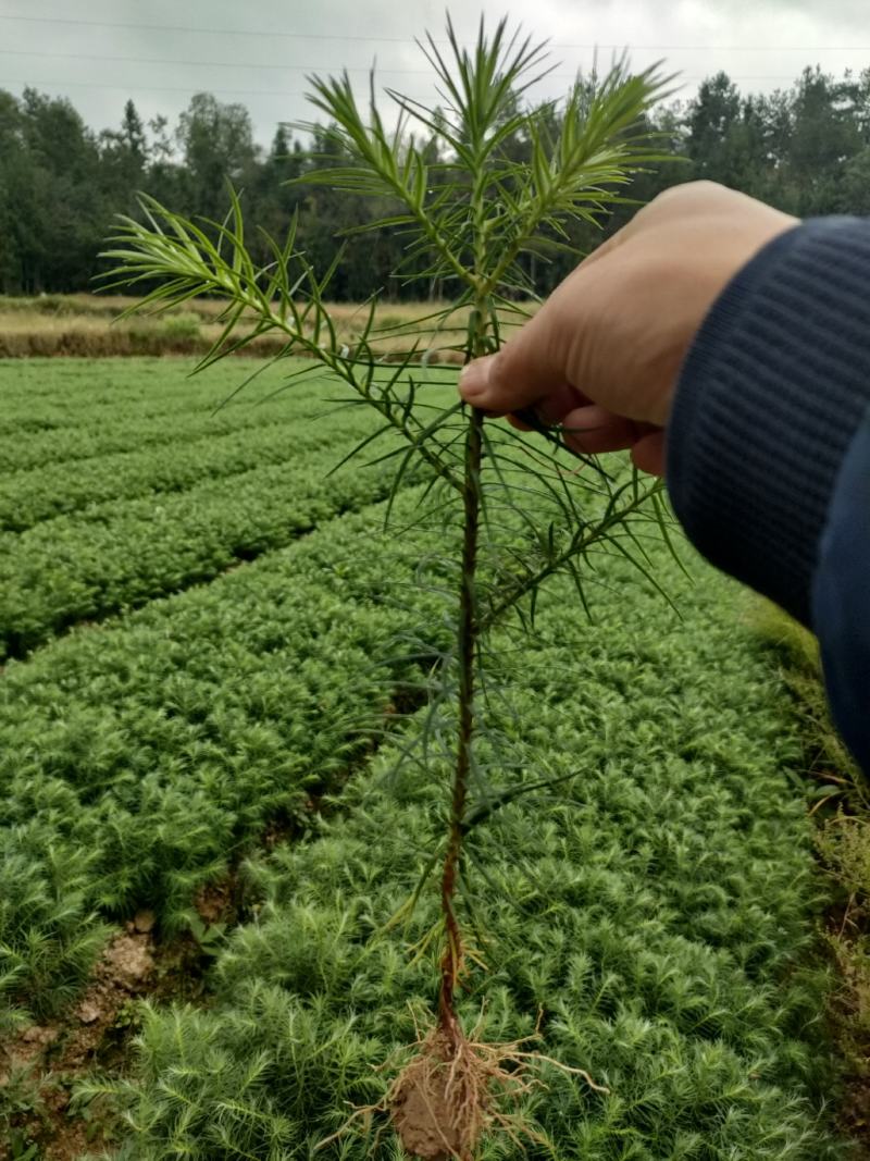 杉木别名刺杉冷杉100万棵湖北利川出售小苗