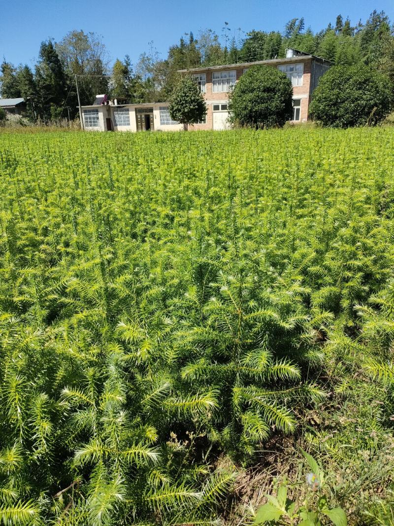 杉木别名刺杉冷杉100万棵湖北利川出售小苗