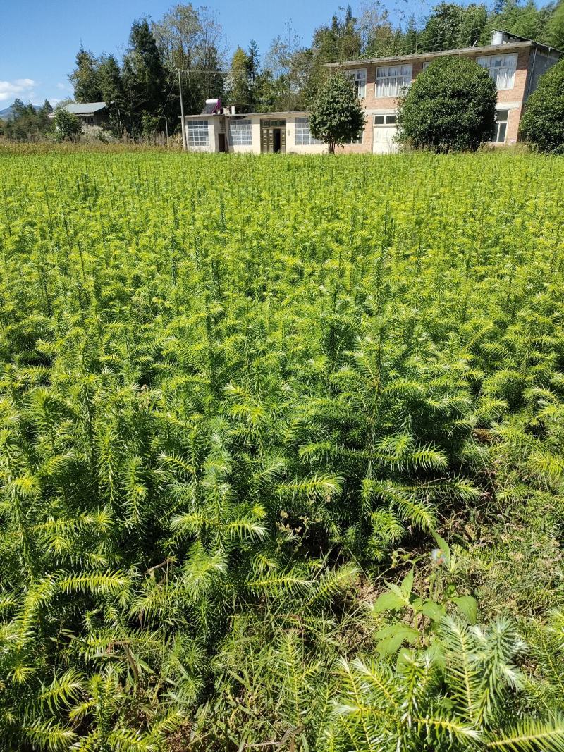 杉木别名刺杉冷杉100万棵湖北利川出售小苗