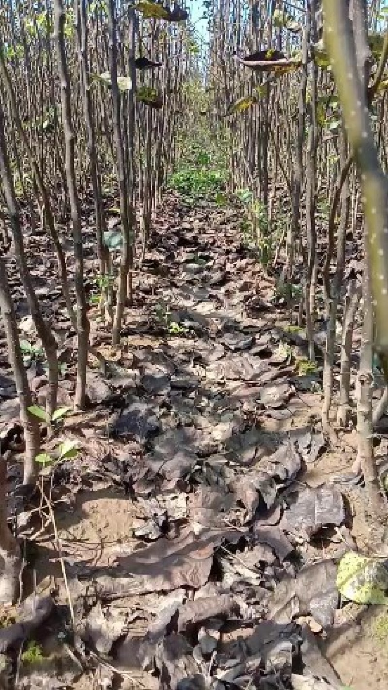 梨树苗秋月梨树苗正宗秋月梨树苗脆甜无渣糖度高保证品种