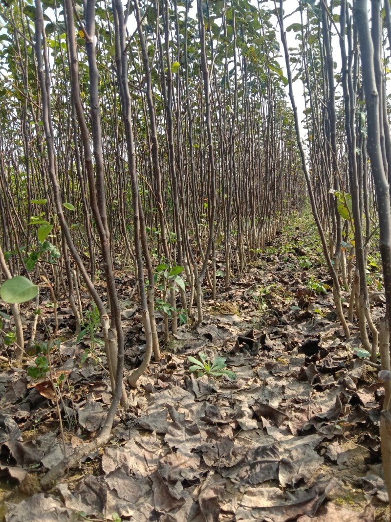 梨树苗柱状梨树苗柱状梨苗基地产量高南北方均可种植保证品