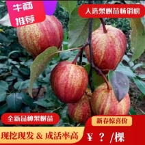 梨树苗早酥红梨晚秋黄梨皇冠梨园黄梨翠玉梨树苗